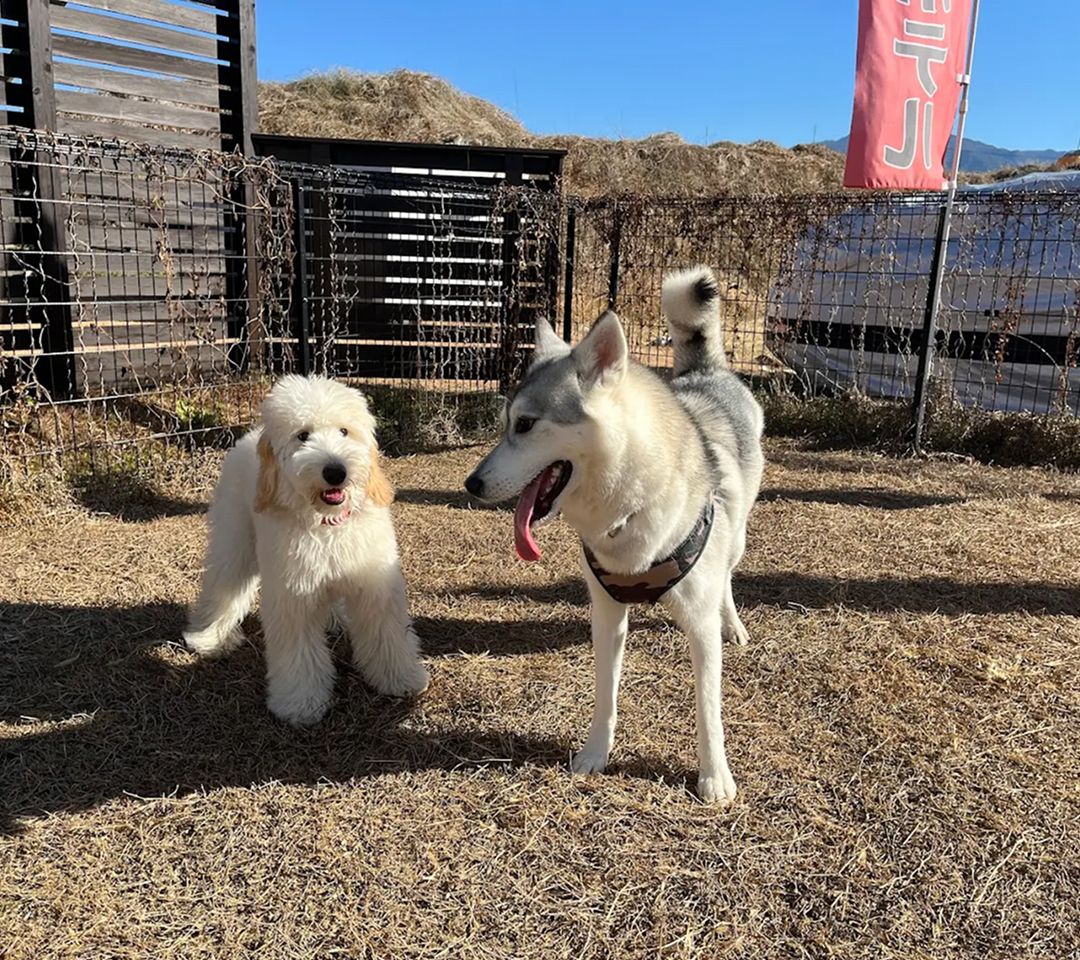 ドッグランで会話をしているような2匹の犬